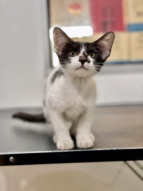 Oreo - Domestic Short Hair + Tuxedo Cat