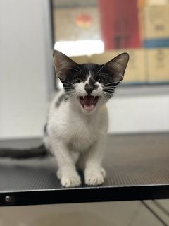 Oreo - Domestic Short Hair + Tuxedo Cat