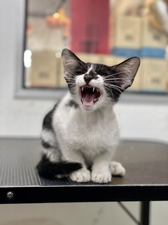 Oreo - Domestic Short Hair + Tuxedo Cat