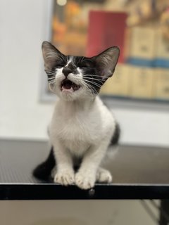 Oreo - Domestic Short Hair + Tuxedo Cat