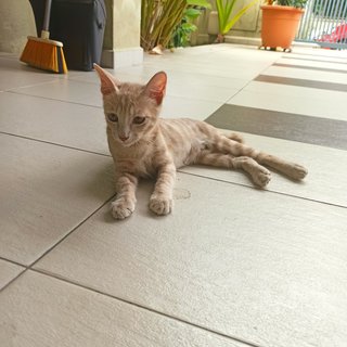 Mocha - Domestic Short Hair Cat