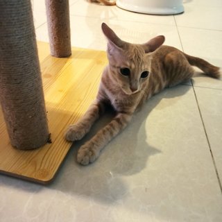 Mocha - Domestic Short Hair Cat