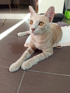 Mocha - Domestic Short Hair Cat