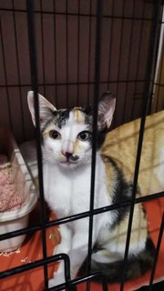 Calico - Domestic Short Hair Cat