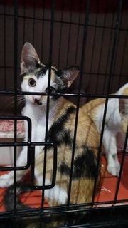 Calico - Domestic Short Hair Cat