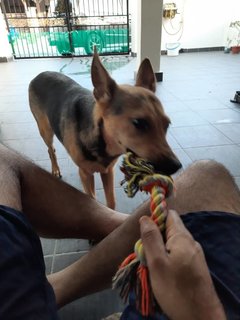 Lily - Mixed Breed Dog