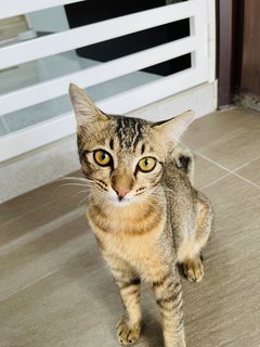 Mimi - Domestic Short Hair Cat