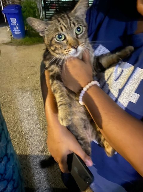 Meow - Domestic Short Hair Cat