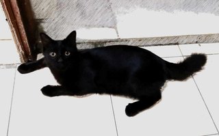 Summer - Domestic Medium Hair + Bombay Cat