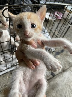 Moshi - Domestic Medium Hair + Domestic Short Hair Cat