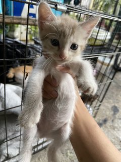 Moshi - Domestic Medium Hair + Domestic Short Hair Cat