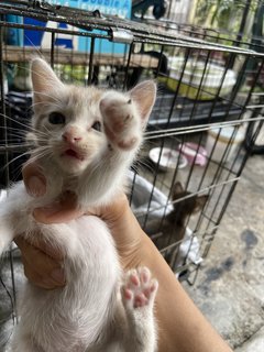 Moshi - Domestic Medium Hair + Domestic Short Hair Cat