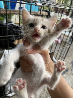 Moshi - Domestic Medium Hair + Domestic Short Hair Cat