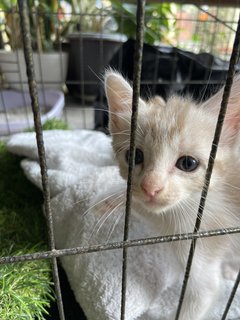 Moshi - Domestic Medium Hair + Domestic Short Hair Cat