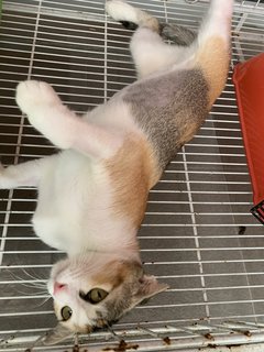 I'm a manjapot... likes to roll roll roll around for belly rubs