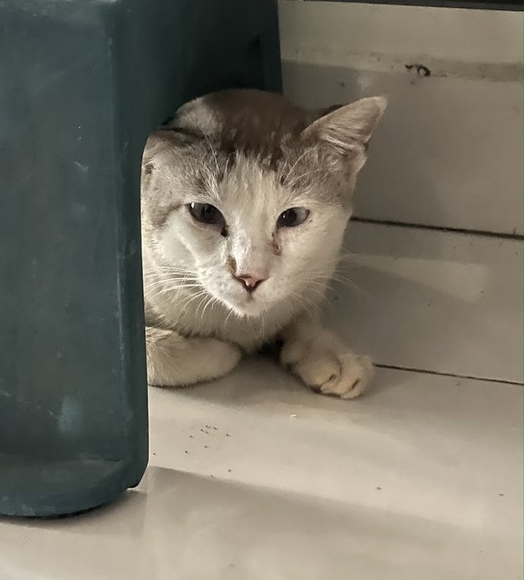 Cat Found - Domestic Short Hair Cat