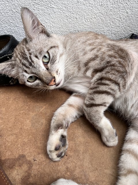 Grey - Domestic Short Hair Cat