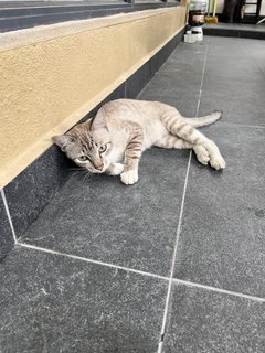 Grey - Domestic Short Hair Cat