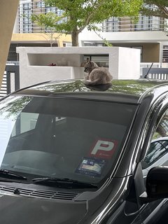 Grey - Domestic Short Hair Cat