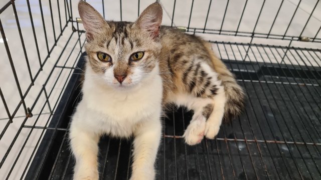 Brownie - Domestic Medium Hair Cat