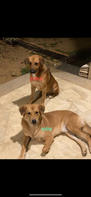 Toby And Zeke - Rhodesian Ridgeback + Husky Dog