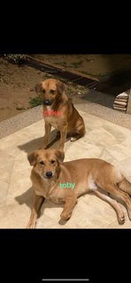 Toby And Zeke - Rhodesian Ridgeback + Husky Dog