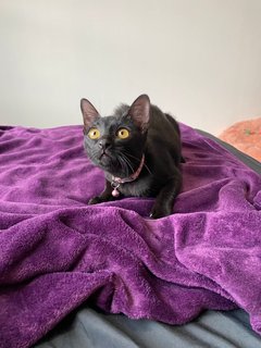 Robin - Domestic Short Hair Cat