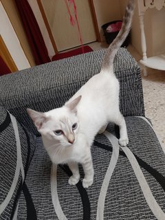 Cika - Domestic Short Hair + Siamese Cat