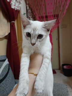 Cika - Domestic Short Hair + Siamese Cat