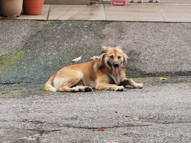 Brownie - Mixed Breed Dog