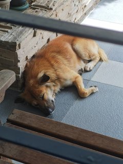 Brownie - Mixed Breed Dog