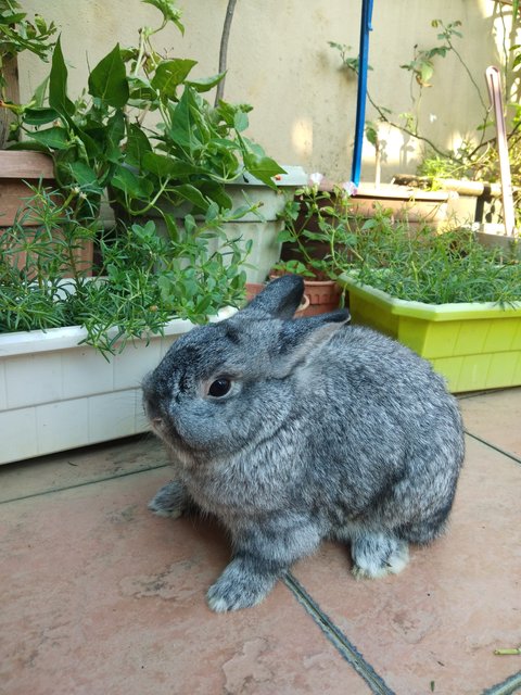 Snowball - Netherland Dwarf Rabbit