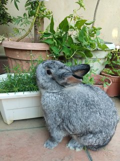 Snowball - Netherland Dwarf Rabbit