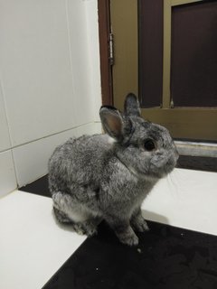 Snowball - Netherland Dwarf Rabbit