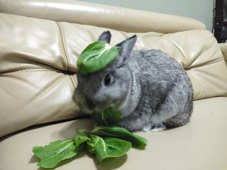 Snowball loves eating bak choy (& also wearing it as a hat)