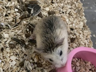 Baim - Roborovsky's Hamster Hamster