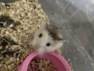 Baim - Roborovsky's Hamster Hamster