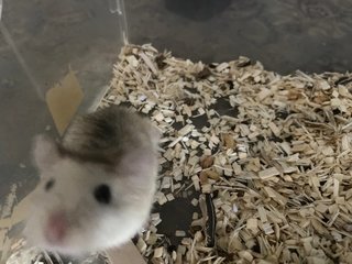 Baim - Roborovsky's Hamster Hamster