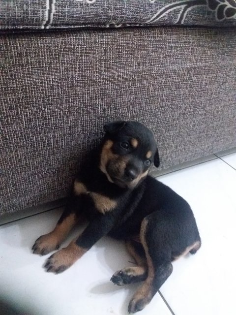 Bruno - Mixed Breed Dog