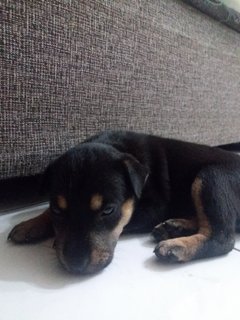 Bruno - Mixed Breed Dog