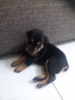 Bruno - Mixed Breed Dog