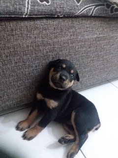 Bruno - Mixed Breed Dog