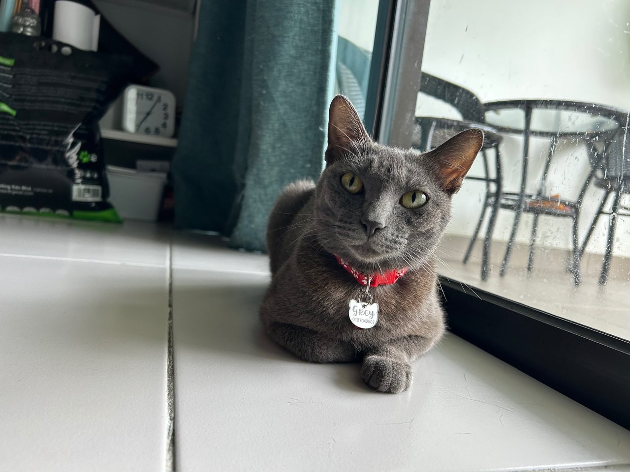 Grey - Domestic Medium Hair Cat