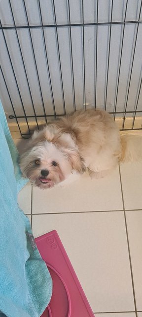 Momo - Shih Tzu Dog