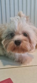 Momo - Shih Tzu Dog