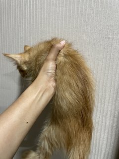 Shasha - Domestic Long Hair + Maine Coon Cat