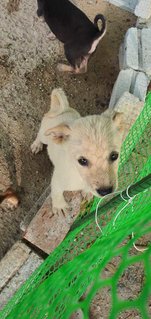 Honey &amp; Mark &amp; Phoebe - Mixed Breed Dog