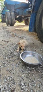 Honey &amp; Mark &amp; Phoebe - Mixed Breed Dog