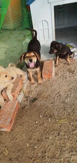 Honey &amp; Mark &amp; Phoebe - Mixed Breed Dog