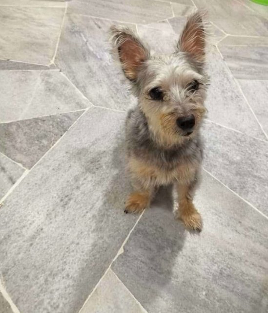 Yorky 小灰 Found - Schnauzer + Silky Terrier Dog